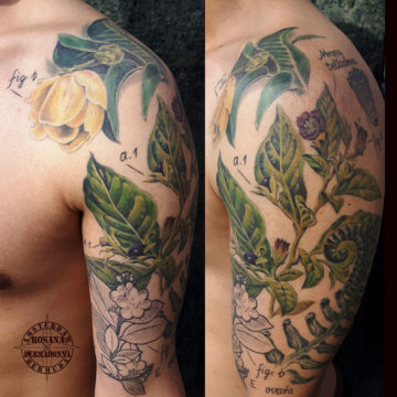 Colour Realism Botanica tattoo done on upper arm